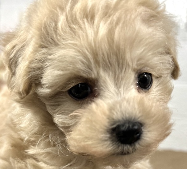 兵庫県のマルプー(マルチーズ×プードル) (犬の家＆猫の里ニッケパークタウン加古川店/2025年10月24日生まれ/男の子/クリーム)の子犬の1枚目の画像