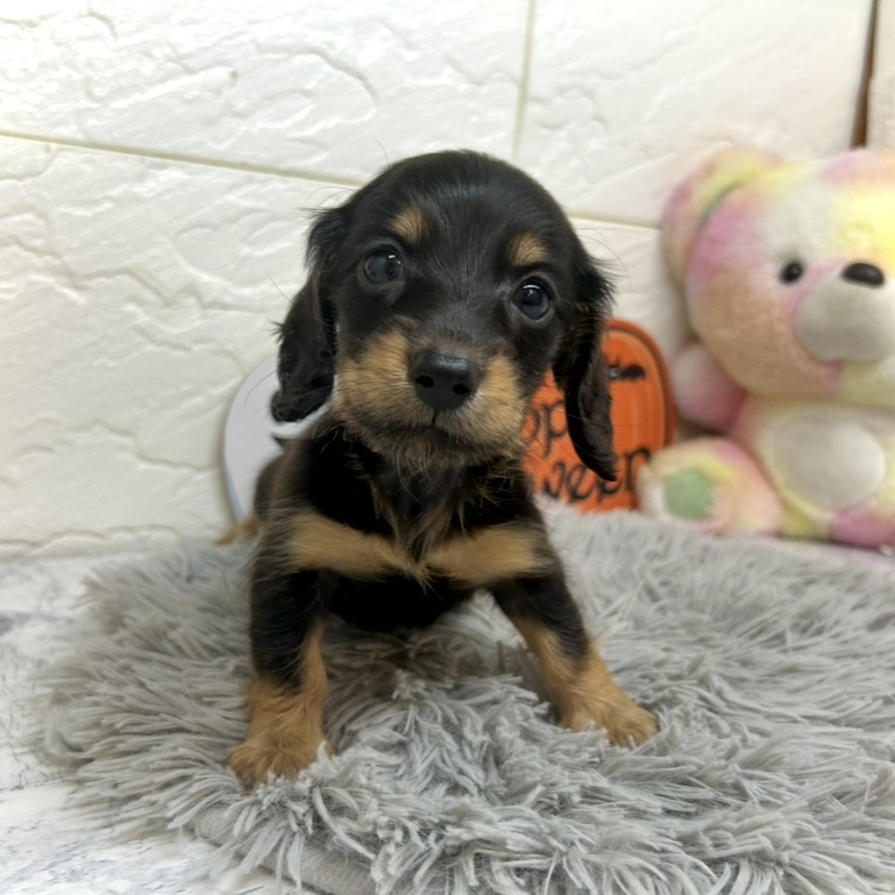兵庫県のミニチュアダックスフンド(ロング) (犬の家＆猫の里ゆめタウン姫路店/2025年7月6日生まれ/女の子/ブラックタン)の子犬の1枚目の画像