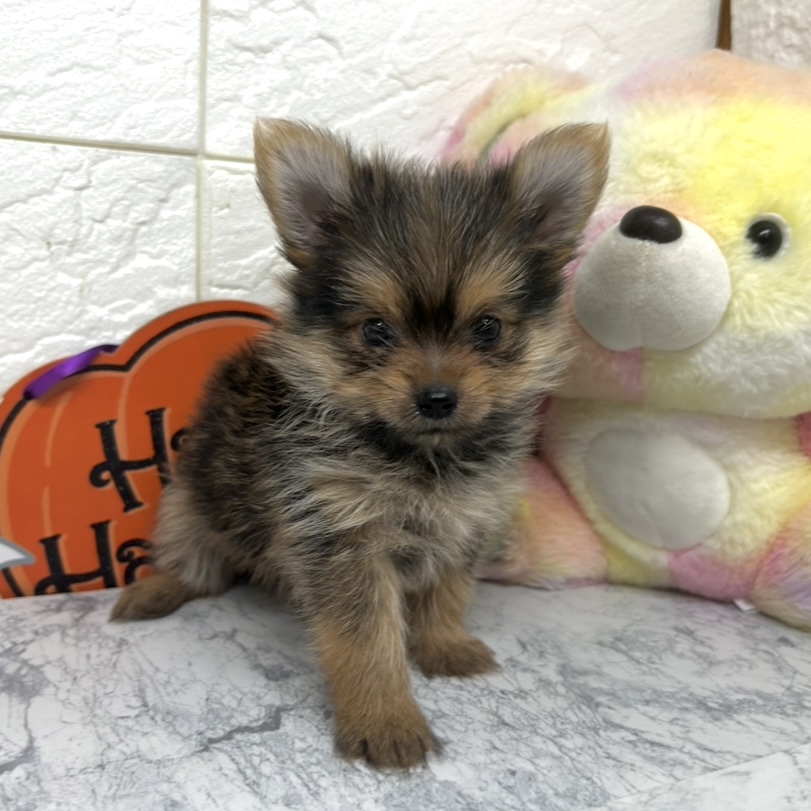 兵庫県のポメキー(ポメラニアン×ヨークシャーテリア) (犬の家＆猫の里ゆめタウン姫路店/2025年7月5日生まれ/男の子/オレンジセーブル)の子犬の2枚目の画像