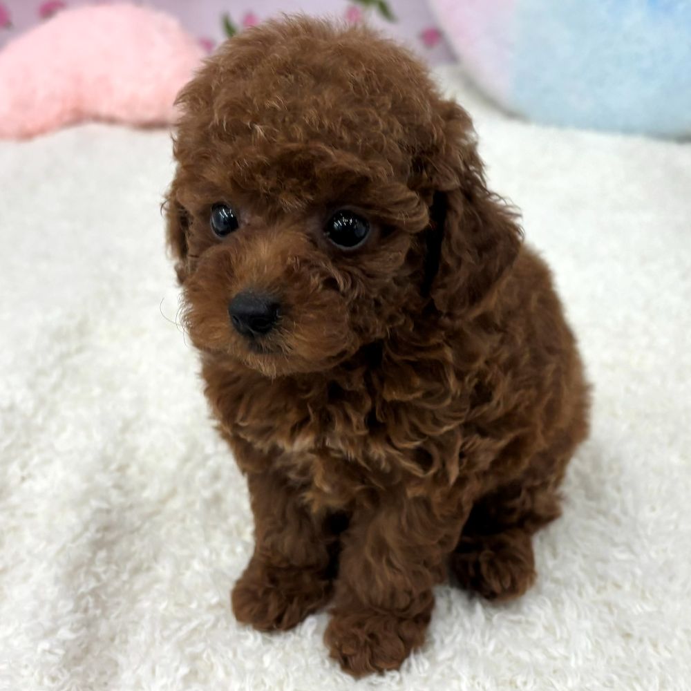愛知県のトイプードル(トイ) (犬の家＆猫の里エアポートウォーク店/2026年5月11日生まれ/女の子/レッド)の子犬
