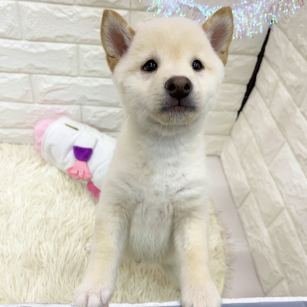 愛知県の豆柴 (犬の家＆猫の里MEGAドン・キホーテ東海名和店/2025年8月3日生まれ/男の子/白)の子犬の2枚目の画像