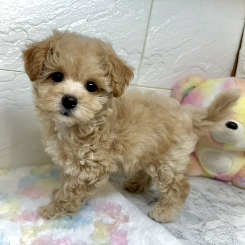 兵庫県のマルプー(マルチーズ×プードル) (犬の家＆猫の里ゆめタウン姫路店/2025年9月9日生まれ/男の子/クリーム)の子犬の2枚目の画像