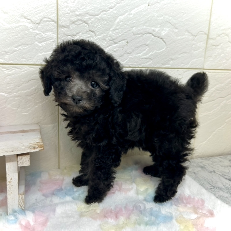 兵庫県のトイプードル(トイ) (犬の家＆猫の里ゆめタウン姫路店/2025年9月9日生まれ/女の子/グレー)の子犬の2枚目の画像