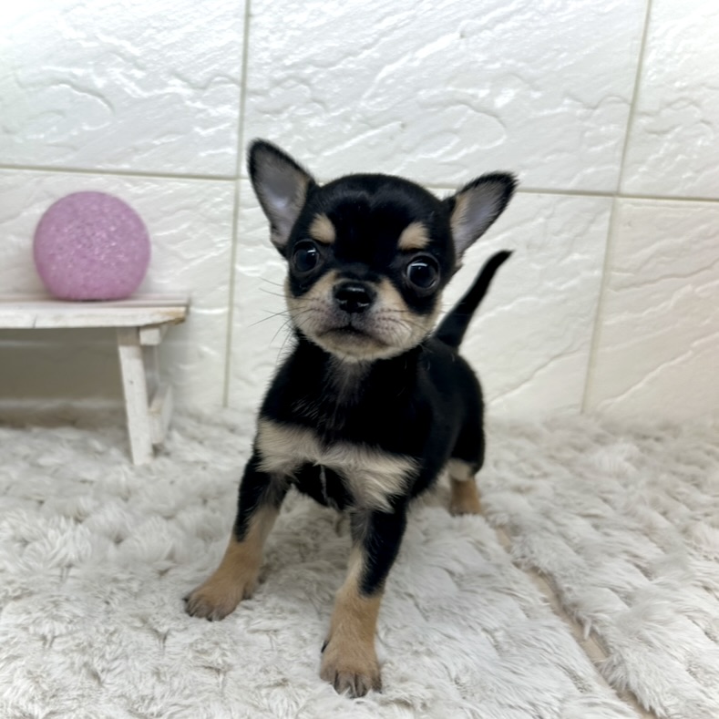 兵庫県のチワワ(スムース) (犬の家＆猫の里ゆめタウン姫路店/2025年11月15日生まれ/男の子/ブラックタン)の子犬の2枚目の画像