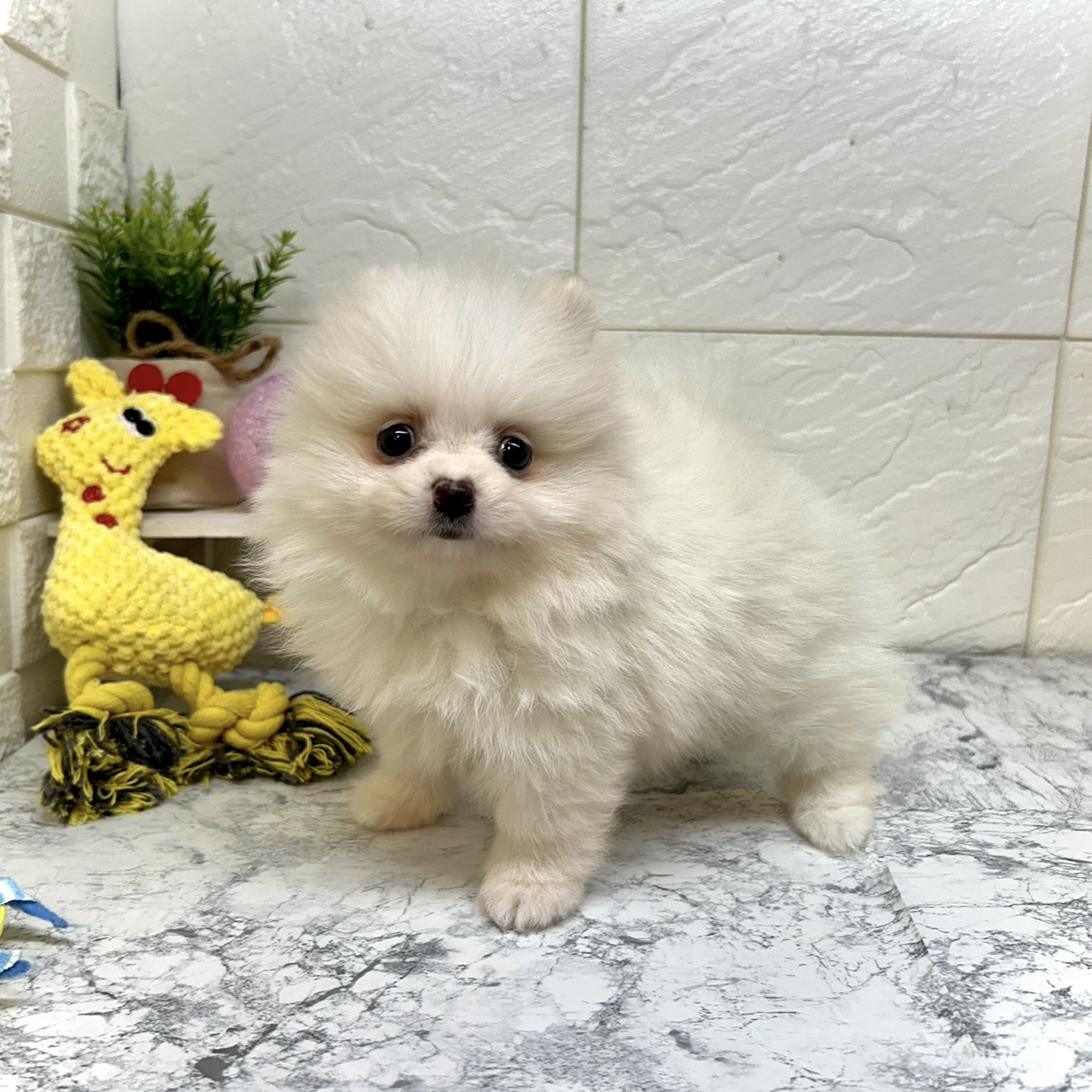 兵庫県のポメラニアン (犬の家＆猫の里ゆめタウン姫路店/2025年4月10日生まれ/男の子/ホワイトクリーム)の子犬の2枚目の画像