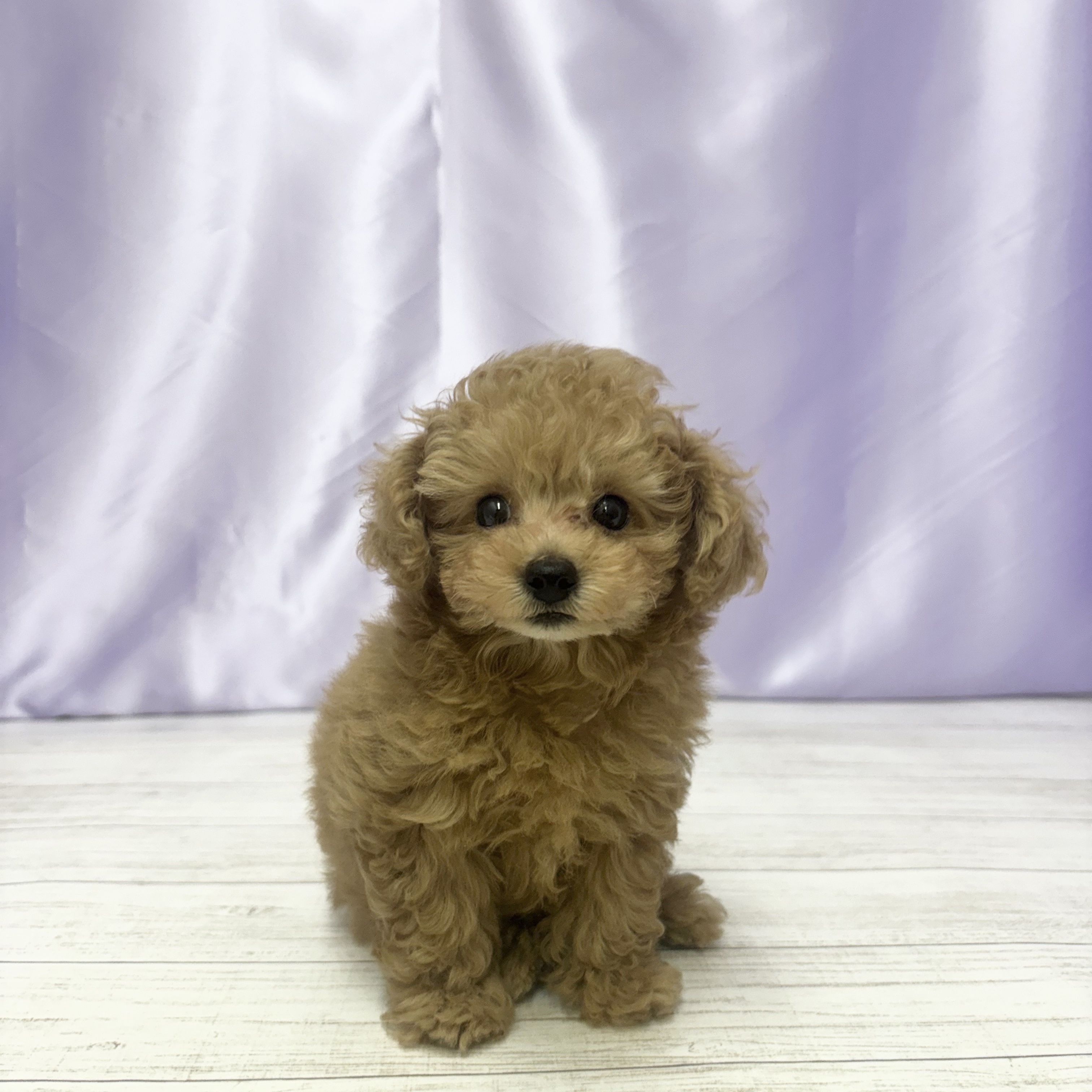 兵庫県のトイプードル(トイ) (犬の家＆猫の里尼崎店/2025年7月23日生まれ/女の子/オレンジフォーン)の子犬