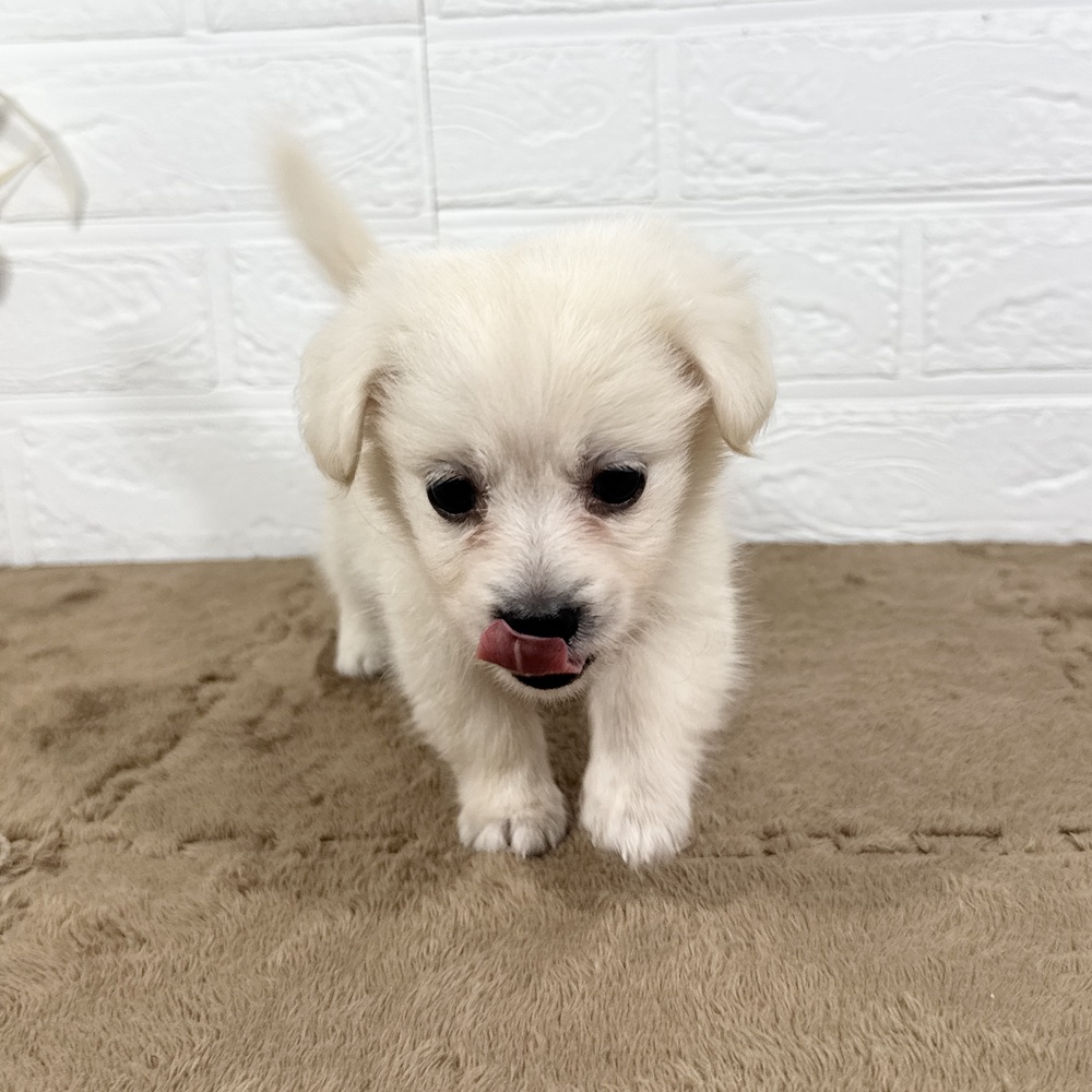 兵庫県のポメックス(ポメラニアン×ダックス) (犬の家＆猫の里ニッケパークタウン加古川店/2025年5月17日生まれ/男の子/クリーム)の子犬の2枚目の画像