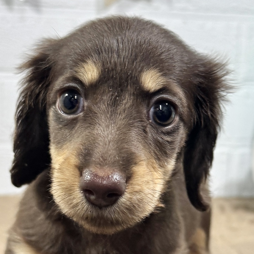 兵庫県のミニチュアダックスフンド(ロング) (犬の家＆猫の里ニッケパークタウン加古川店/2025年11月10日生まれ/女の子/ブラウンタン)の子犬の1枚目の画像