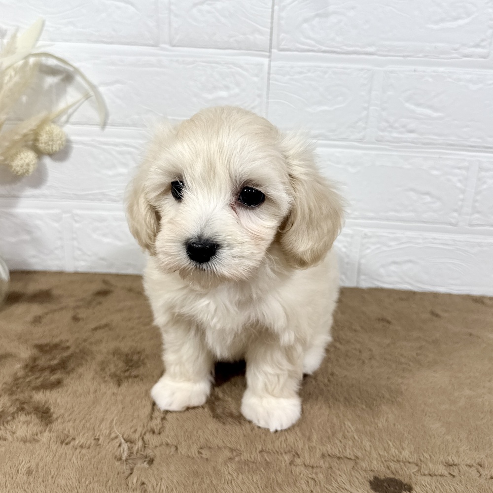 兵庫県のマルックス(マルチーズ×ダックス) (犬の家＆猫の里ニッケパークタウン加古川店/2025年5月17日生まれ/女の子/イエロー)の子犬の2枚目の画像
