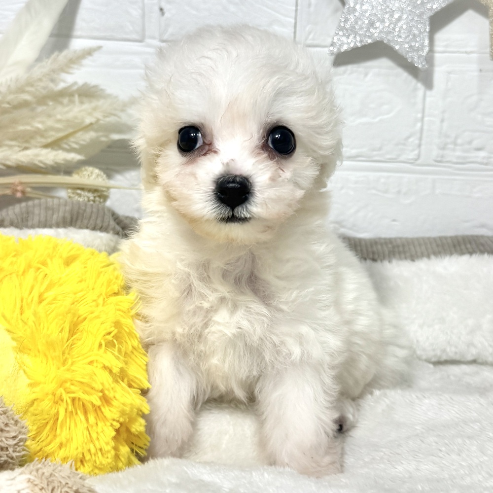 兵庫県のビションフリーゼ (犬の家＆猫の里ニッケパークタウン加古川店/2026年6月7日生まれ/女の子/ホワイト)の子犬の1枚目の画像