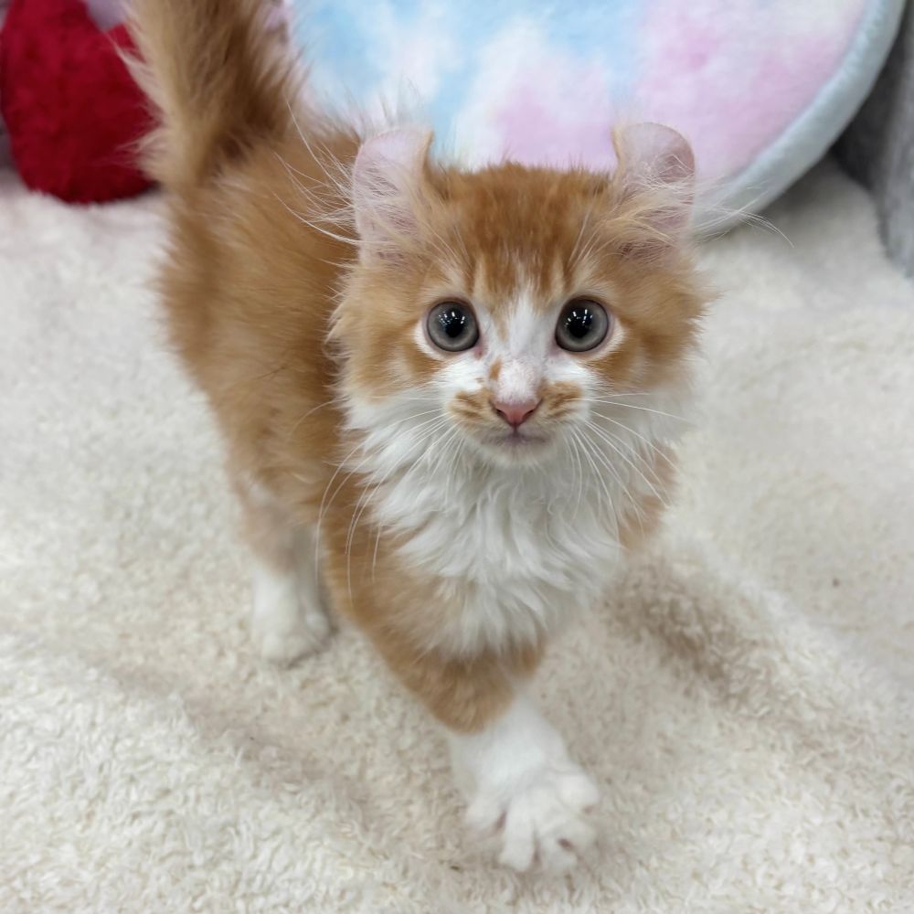 愛知県のキンカロー (犬の家＆猫の里エアポートウォーク店/2026年5月28日生まれ/男の子/レッドタビーホワイト)の子猫の2枚目の画像