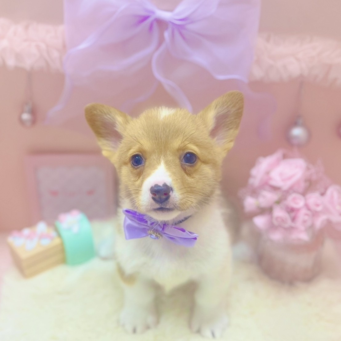 福井県のウェルシュコーギーペンブローク (犬の家＆猫の里アミーゴ福井大和田店/2025年10月1日生まれ/女の子/レッドホワイト)の子犬の2枚目の画像