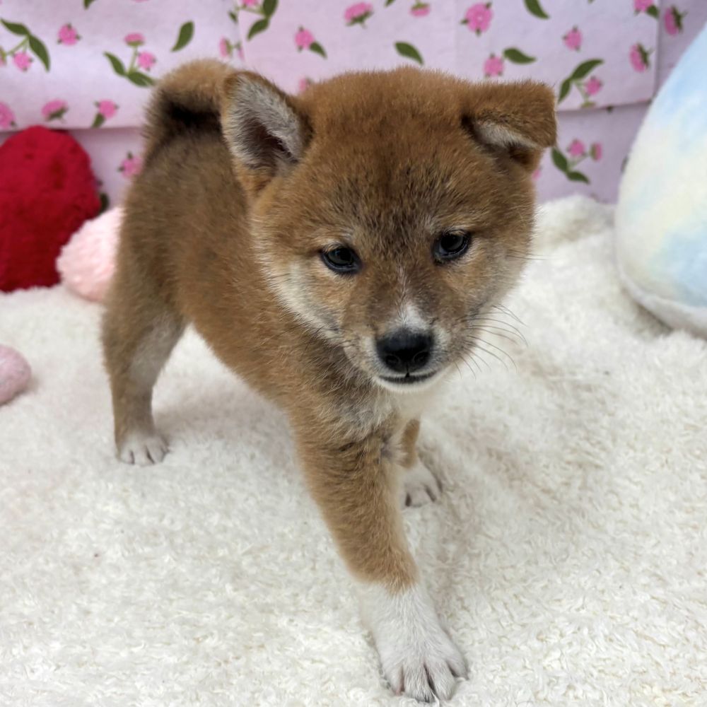 愛知県の柴犬(標準サイズ) (犬の家＆猫の里エアポートウォーク店/2026年5月29日生まれ/女の子/赤)の子犬の1枚目の画像