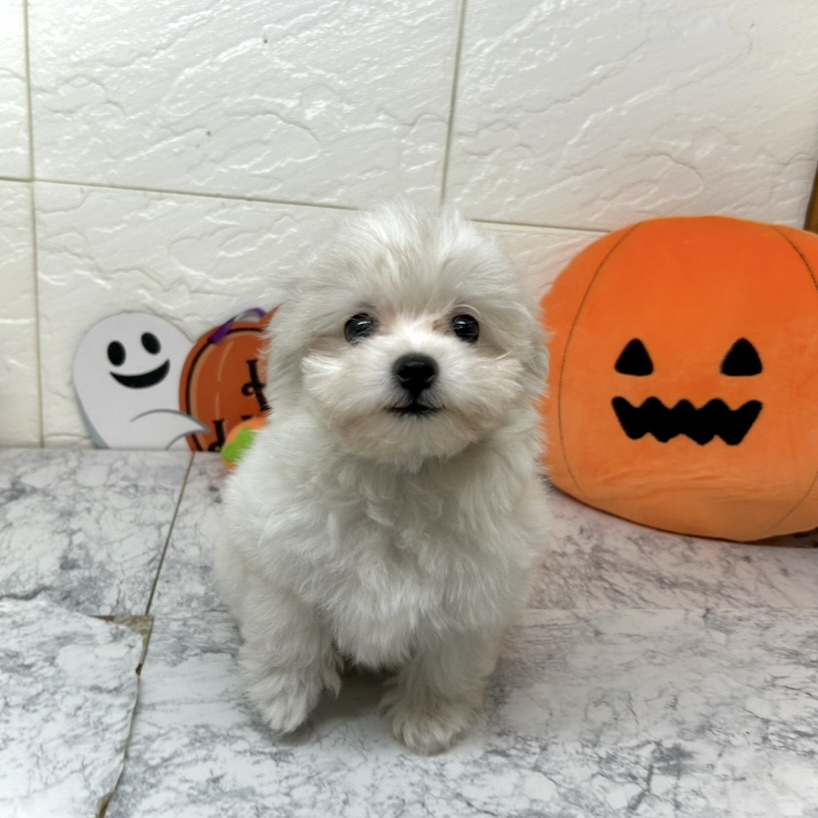 兵庫県のハーフ犬・ミックス犬 (犬の家＆猫の里ゆめタウン姫路店/2025年7月8日生まれ/女の子/クリームホワイト)の子犬の2枚目の画像