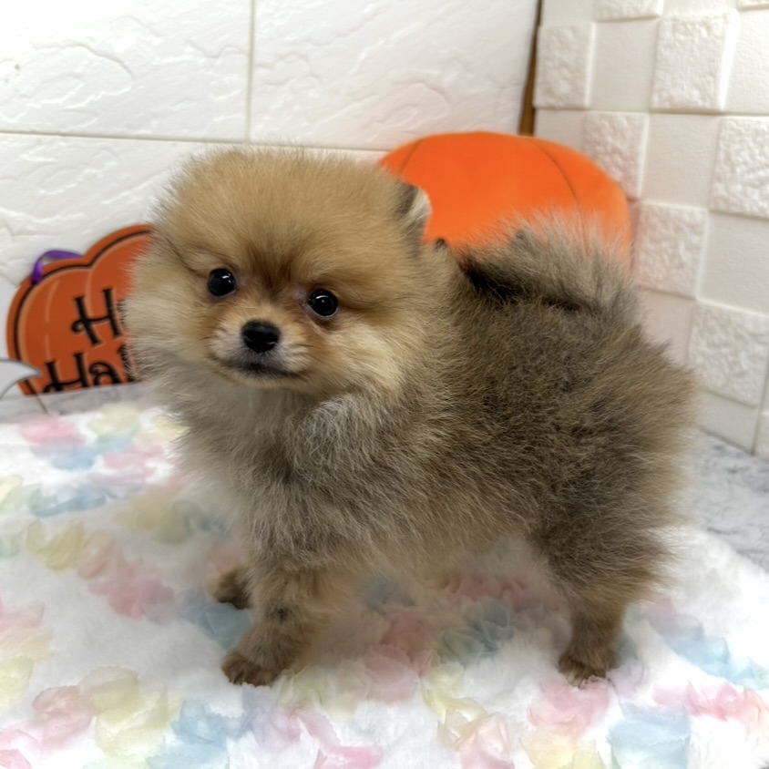 兵庫県のポメラニアン (犬の家＆猫の里ゆめタウン姫路店/2025年7月9日生まれ/女の子/オレンジ)の子犬の2枚目の画像