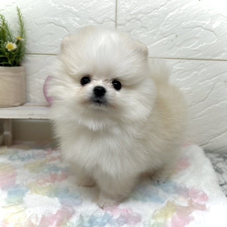 兵庫県のポメラニアン (犬の家＆猫の里ゆめタウン姫路店/2025年9月13日生まれ/女の子/クリーム)の子犬