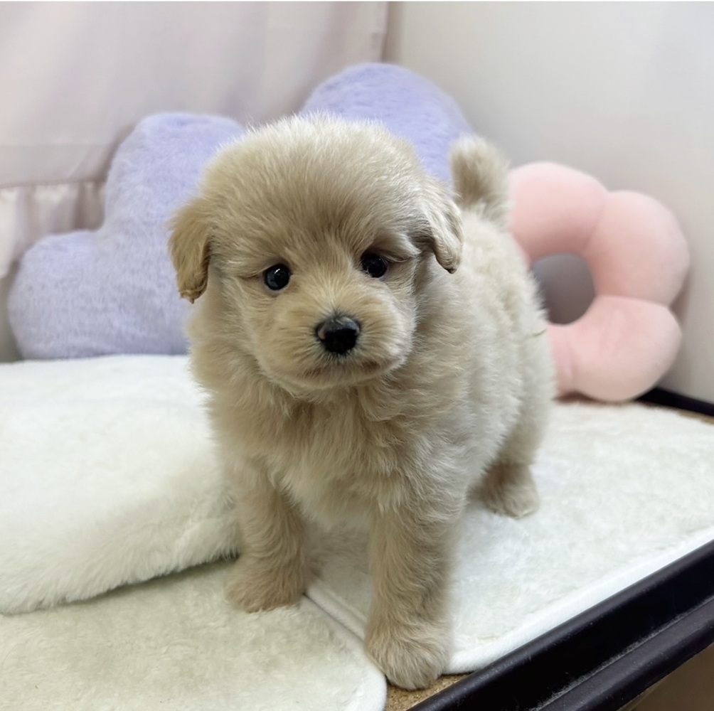 静岡県のポメプー(ポメラニアン×プードル) (犬の家＆猫の里マークイズ静岡店/2026年5月5日生まれ/女の子/クリーム)の子犬の1枚目の画像