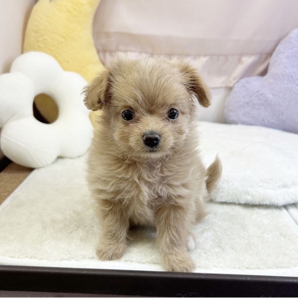 静岡県のチワプー/プーチー(チワワ×プードル) (犬の家＆猫の里マークイズ静岡店/2026年5月5日生まれ/女の子/クリーム)の子犬の1枚目の画像