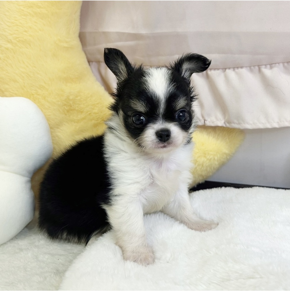 静岡県のチワワ(ロング) (犬の家＆猫の里マークイズ静岡店/2026年5月4日生まれ/男の子/ブラックタンホワイト)の子犬の1枚目の画像