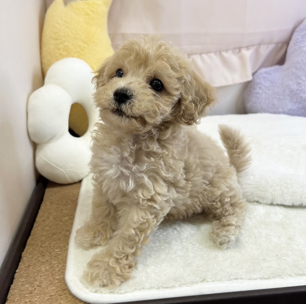 静岡県のビションプー(ビションフリーゼ×プードル) (犬の家＆猫の里マークイズ静岡店/2026年5月3日生まれ/男の子/アプリコット)の子犬の1枚目の画像
