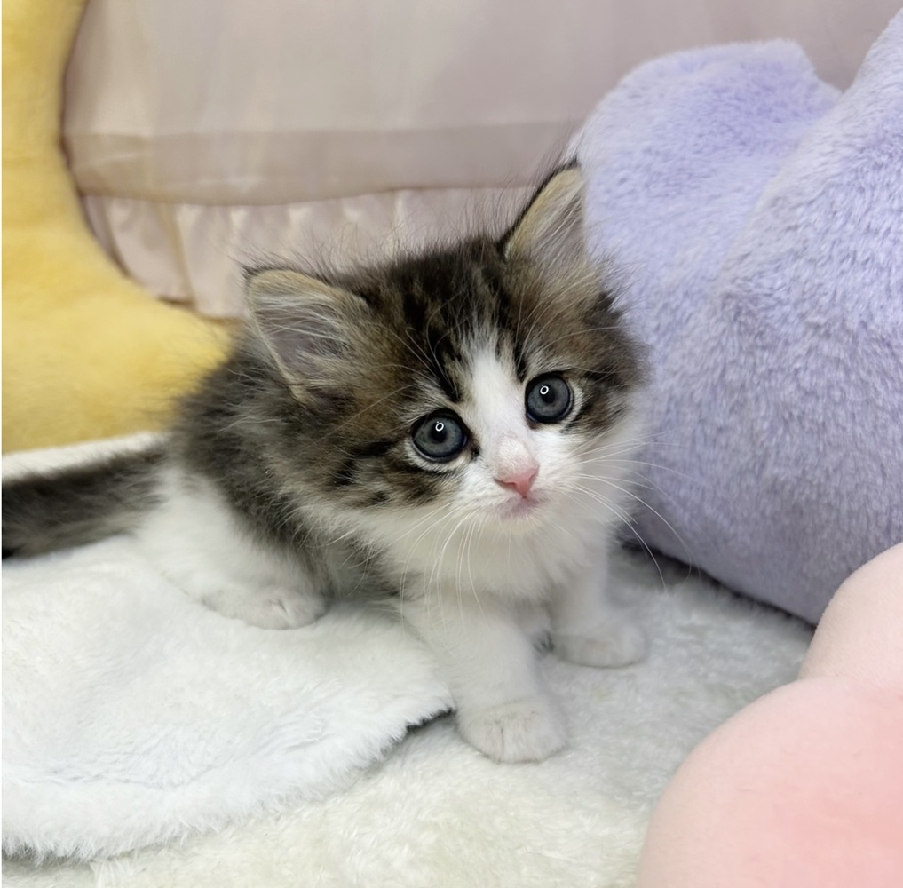 静岡県のミヌエット (犬の家＆猫の里マークイズ静岡店/2026年5月4日生まれ/男の子/ブラウンタビーホワイト)の子猫の2枚目の画像