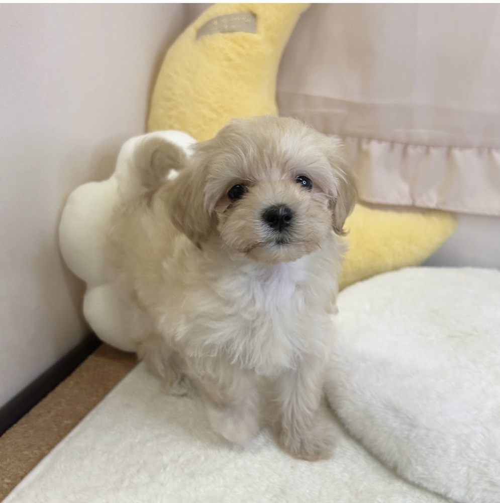 静岡県のマルプー(マルチーズ×プードル) (犬の家＆猫の里マークイズ静岡店/2026年5月4日生まれ/女の子/クリーム)の子犬の1枚目の画像