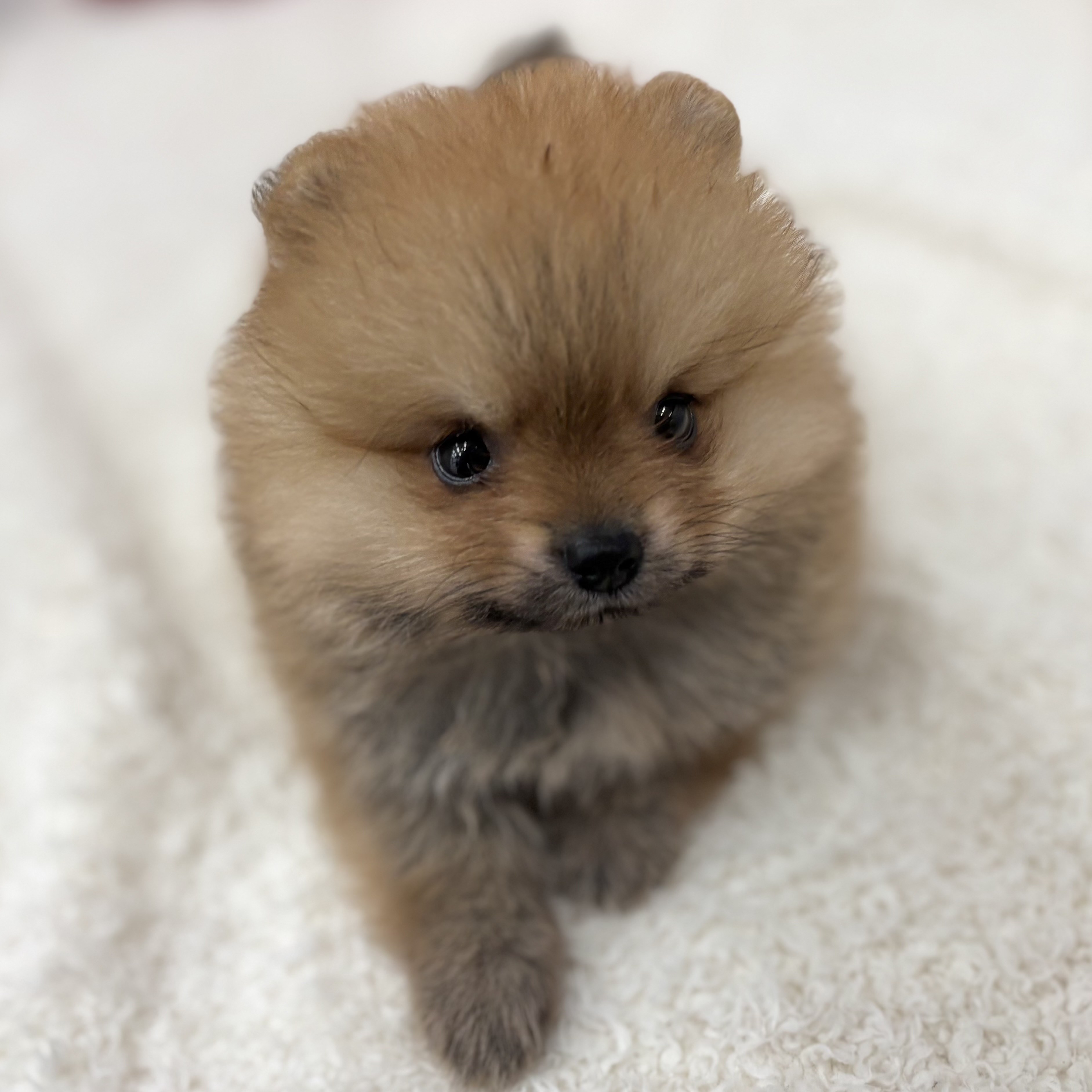 愛知県のポメラニアン (犬の家＆猫の里エアポートウォーク店/2026年6月2日生まれ/女の子/オレンジ)の子犬の1枚目の画像