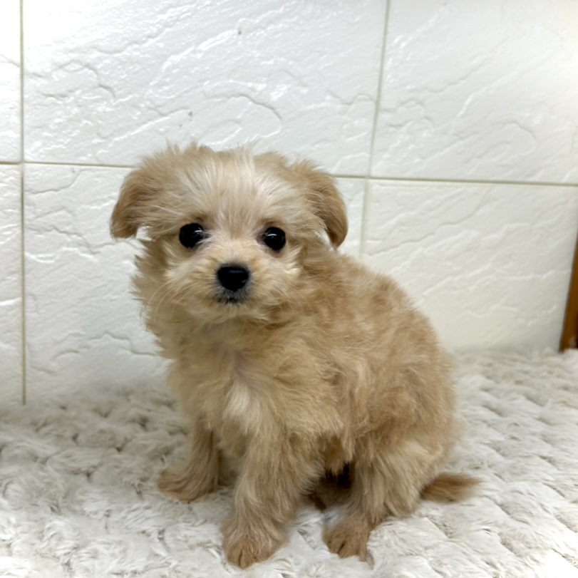 兵庫県のチワプー/プーチー(チワワ×プードル) (犬の家＆猫の里ゆめタウン姫路店/2025年11月15日生まれ/女の子/アプリコット)の子犬の2枚目の画像