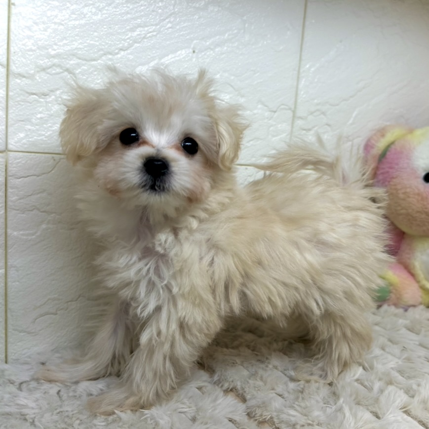 兵庫県のマルプー(マルチーズ×プードル) (犬の家＆猫の里ゆめタウン姫路店/2025年11月10日生まれ/男の子/クリーム)の子犬の2枚目の画像