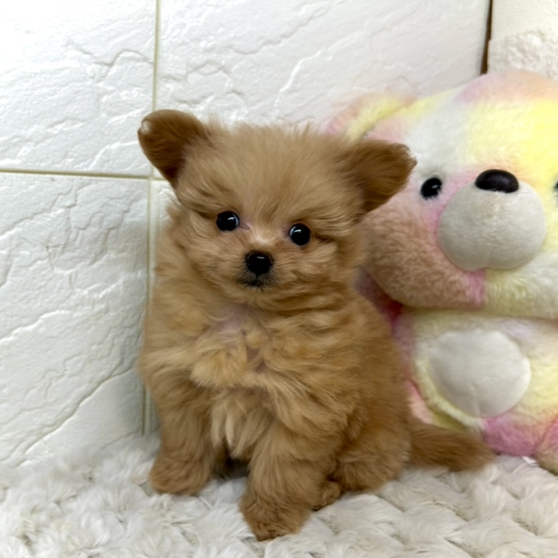 兵庫県のチワプー/プーチー(チワワ×プードル) (犬の家＆猫の里ゆめタウン姫路店/2025年11月20日生まれ/女の子/オレンジフォーン)の子犬の2枚目の画像
