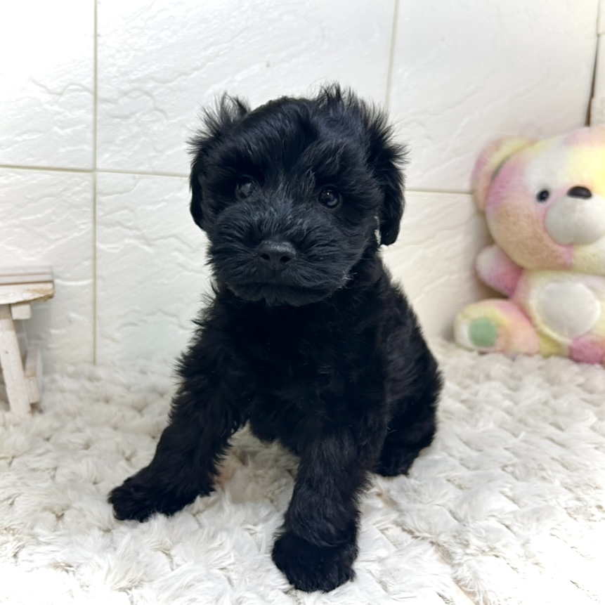 兵庫県のシュナプー(シュナウザー×プードル) (犬の家＆猫の里ゆめタウン姫路店/2025年11月23日生まれ/男の子/ブラック)の子犬の2枚目の画像