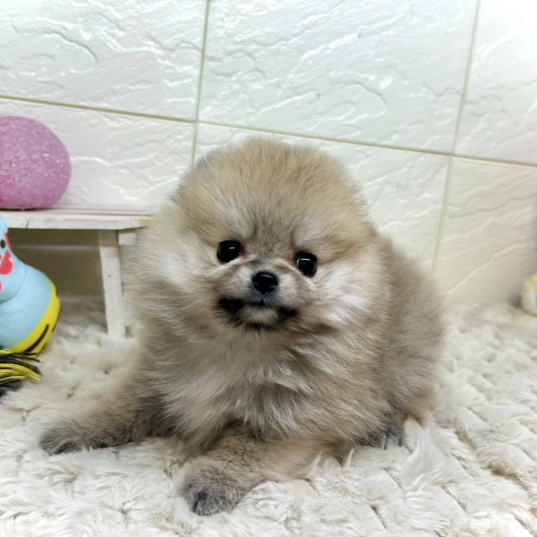 兵庫県のポメラニアン (犬の家＆猫の里ゆめタウン姫路店/2025年11月20日生まれ/女の子/クリームセーブル)の子犬の2枚目の画像