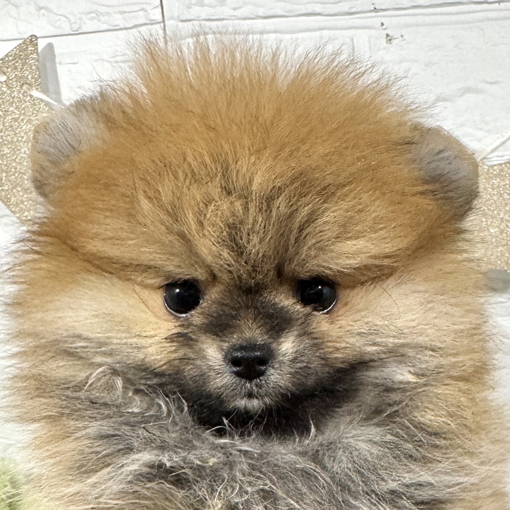 兵庫県のポメラニアン (犬の家＆猫の里ニッケパークタウン加古川店/2025年11月22日生まれ/女の子/オレンジ)の子犬の1枚目の画像