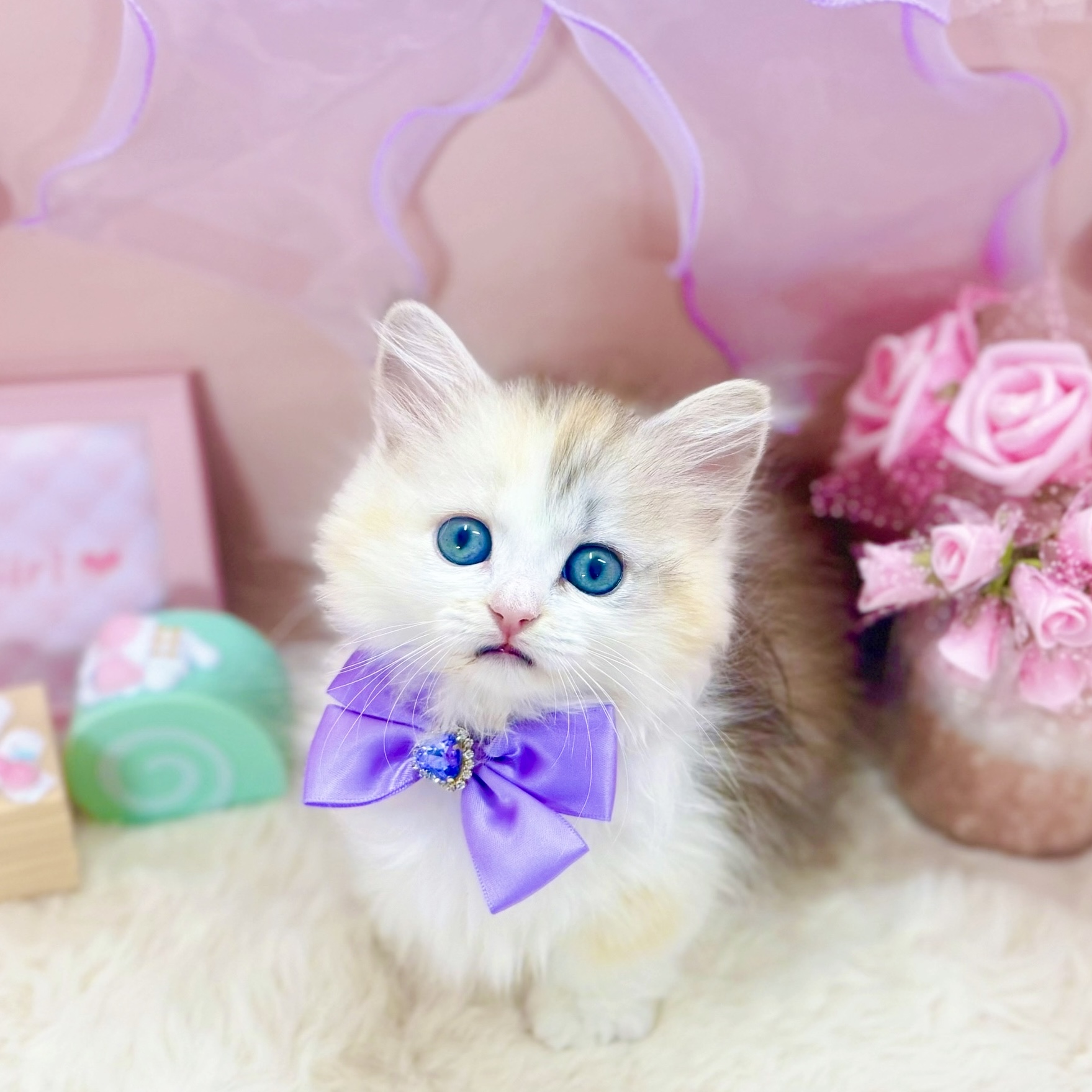 福井県のミヌエット (犬の家＆猫の里アミーゴ福井大和田店/2025年10月23日生まれ/女の子/シェーデッドシルバートーティシェル＆ホワイト)の子猫の2枚目の画像