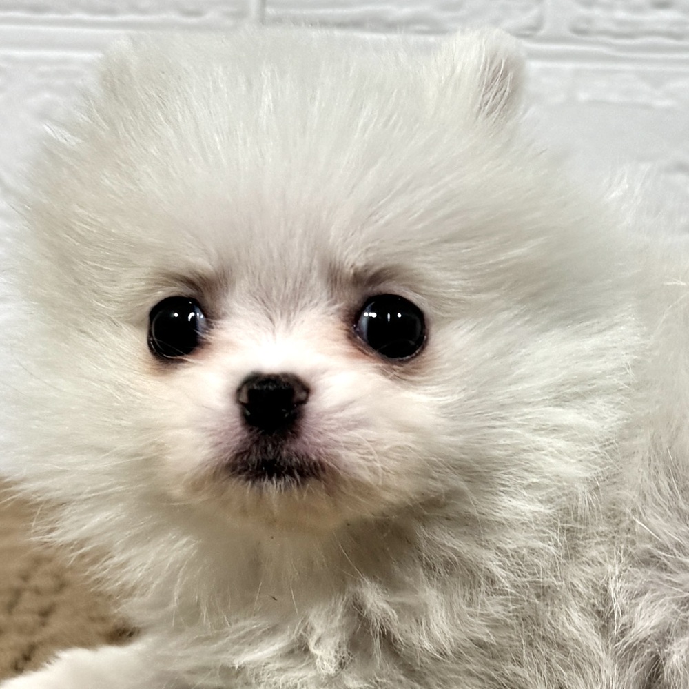 ハーフ犬女の子の写真