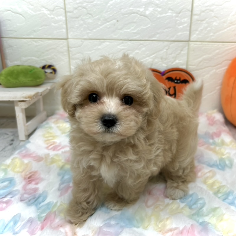 兵庫県のマルプー(マルチーズ×プードル) (犬の家＆猫の里ゆめタウン姫路店/2025年7月13日生まれ/女の子/クリーム)の子犬の2枚目の画像