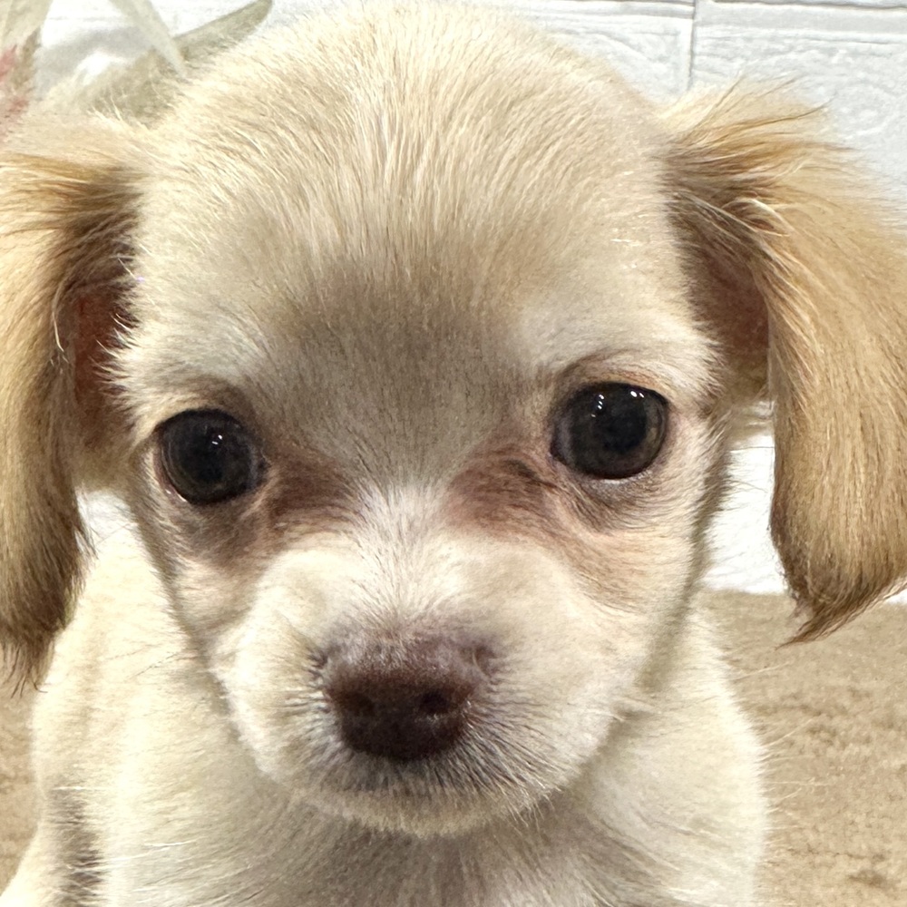 ハーフ犬男の子の写真