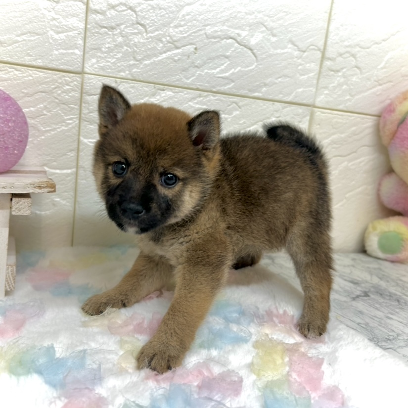 兵庫県の豆柴 (犬の家＆猫の里ゆめタウン姫路店/2025年9月18日生まれ/女の子/赤)の子犬の2枚目の画像