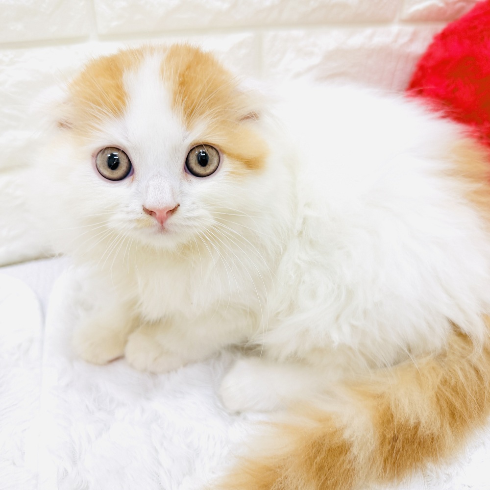 愛知県のスコティッシュフォールド (犬の家＆猫の里アミーゴ神の倉店/2026年6月12日生まれ/男の子/レッドタビーホワイト)の子猫の2枚目の画像
