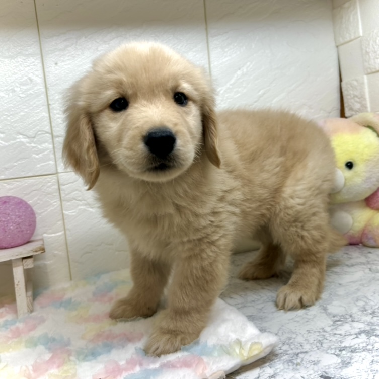 兵庫県のゴールデンレトリバー (犬の家＆猫の里ゆめタウン姫路店/2025年9月16日生まれ/男の子/ゴールデン)の子犬の2枚目の画像
