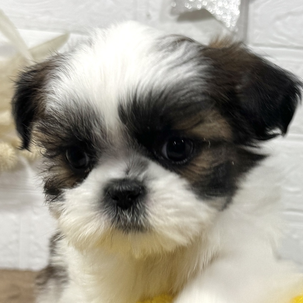 シーズー男の子の写真