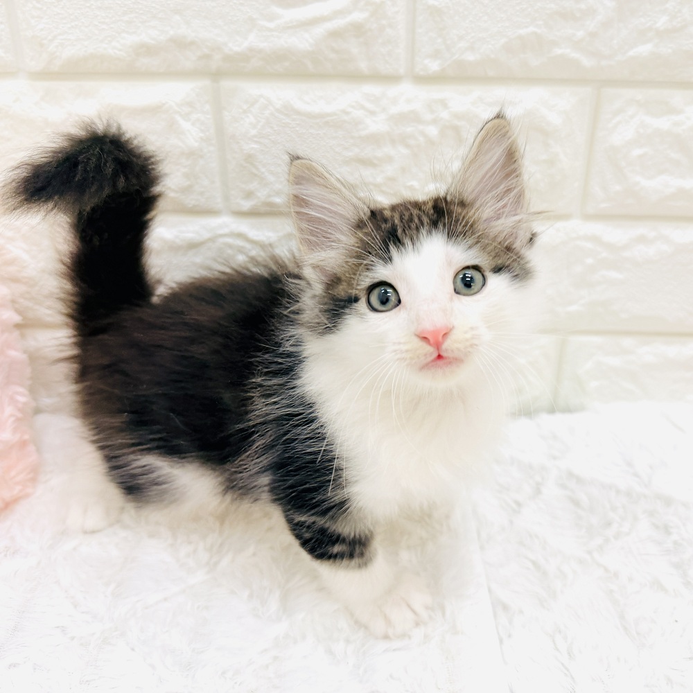 愛知県のノルウェージャンフォレストキャット (犬の家＆猫の里アミーゴ神の倉店/2026年6月13日生まれ/男の子/ブラウンタビーホワイト)の子猫の2枚目の画像