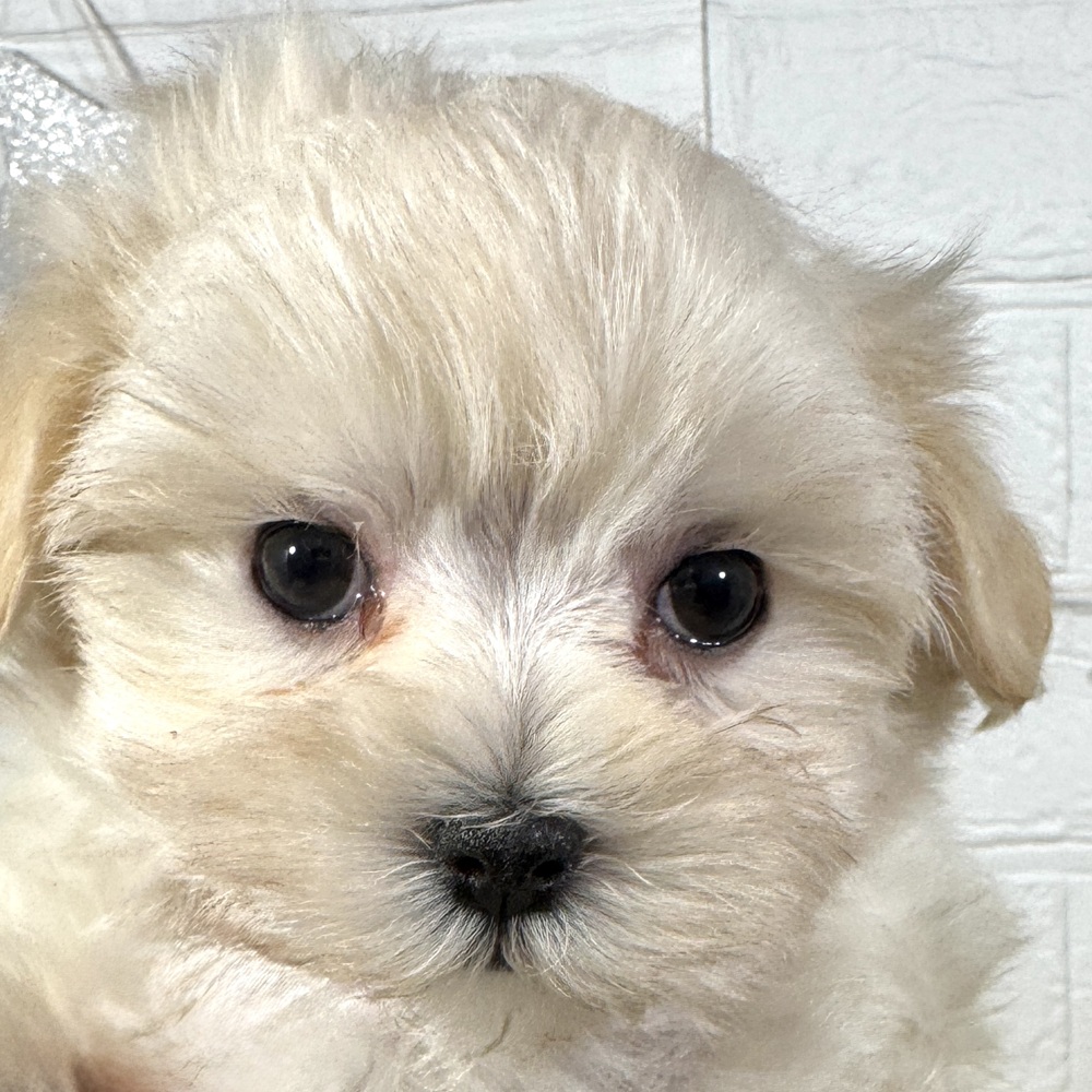 ハーフ犬女の子の写真