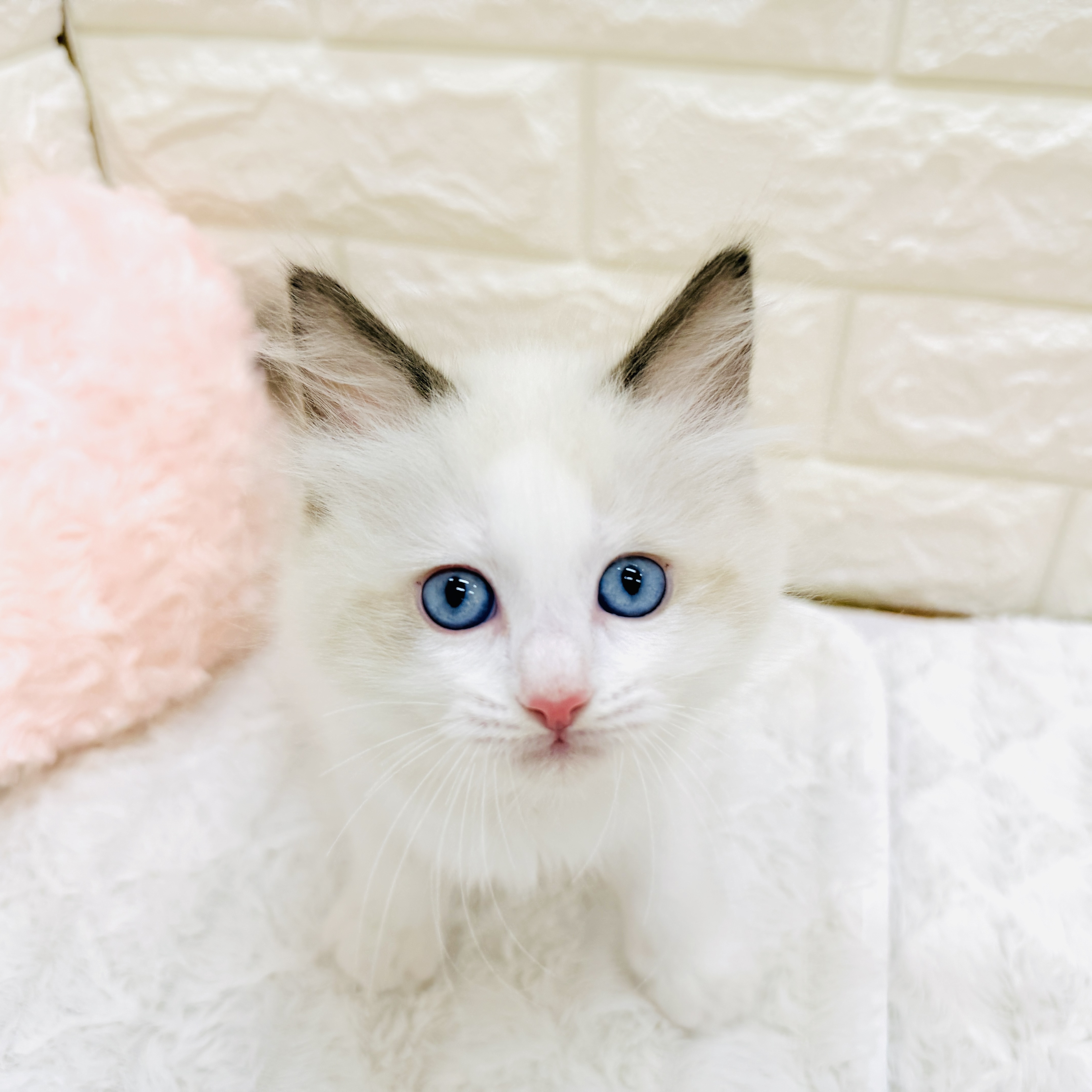 愛知県のラグドール (犬の家＆猫の里アミーゴ神の倉店/2026年6月13日生まれ/男の子/シールポイントバイカラー)の子猫の2枚目の画像