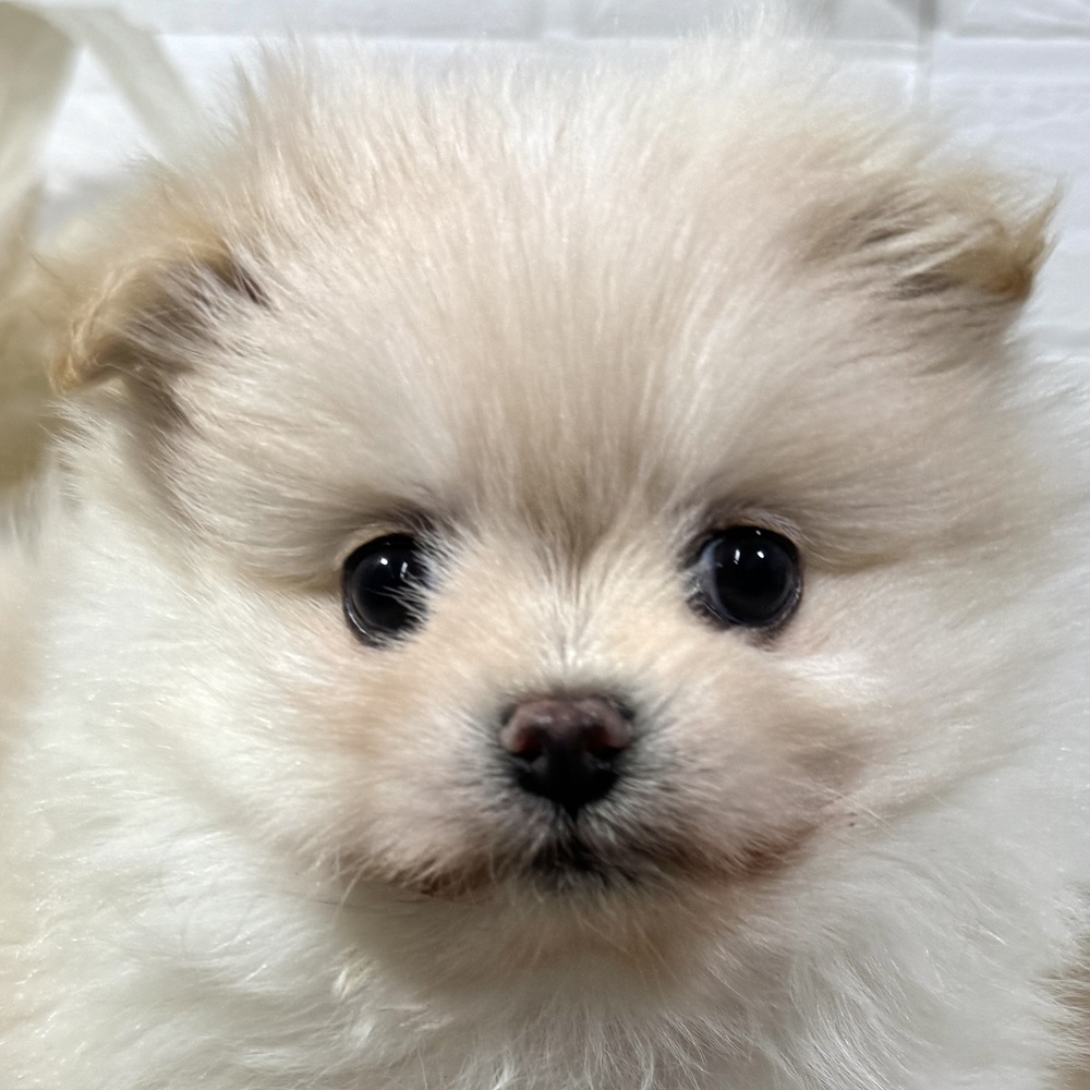 ハーフ犬女の子の写真