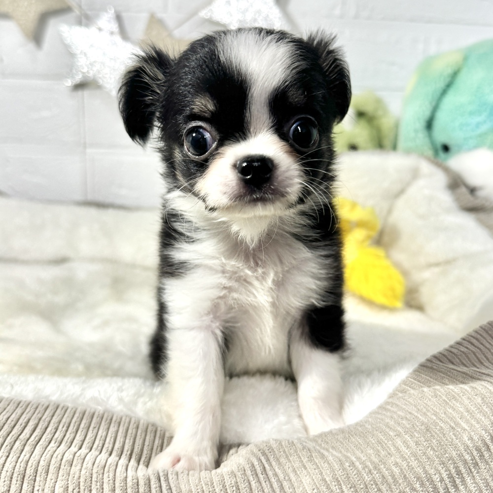 兵庫県のチワワ(ロング) (犬の家＆猫の里ニッケパークタウン加古川店/2026年7月11日生まれ/男の子/ブラックタンホワイト)の子犬の2枚目の画像