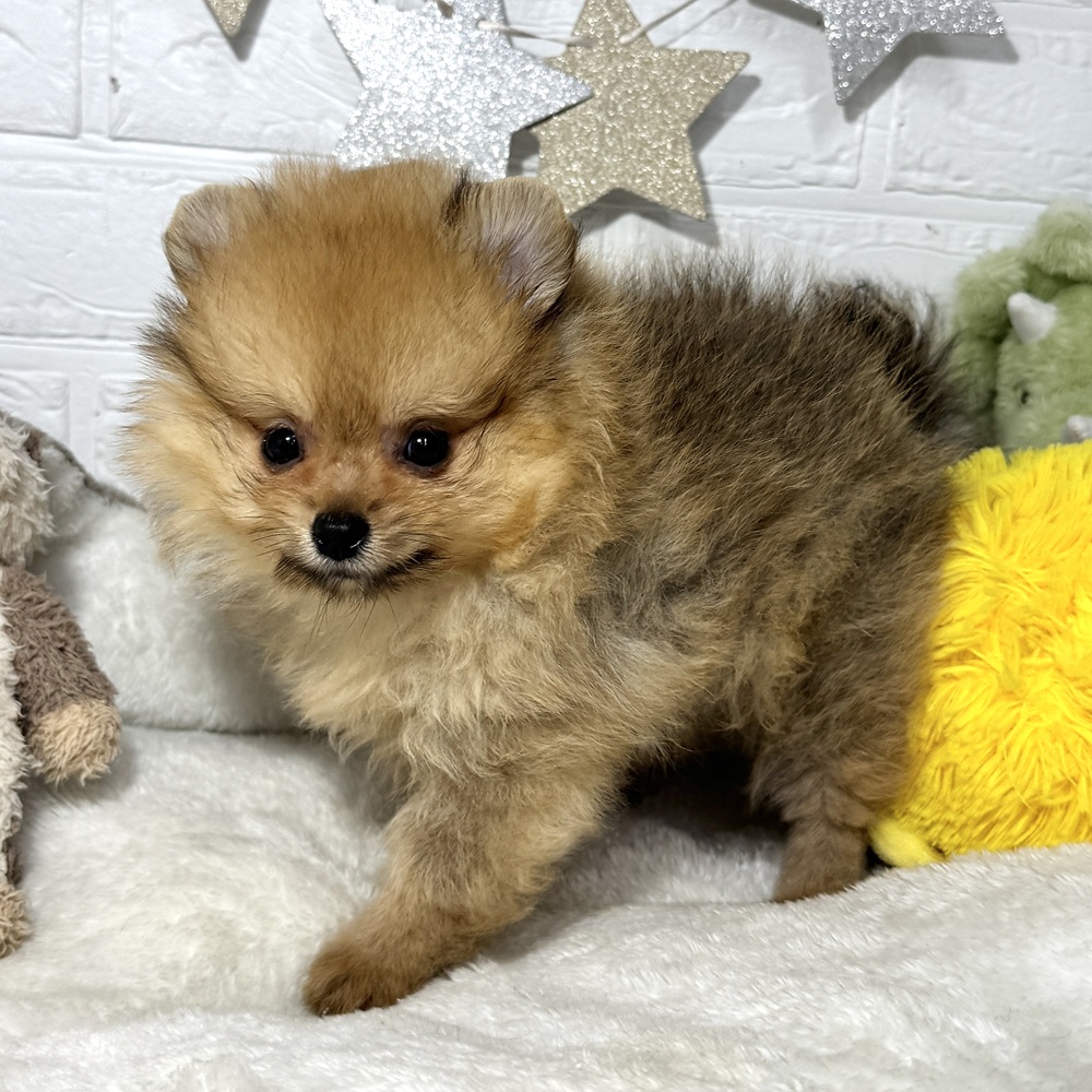 兵庫県のポメラニアン (犬の家＆猫の里ニッケパークタウン加古川店/2026年7月11日生まれ/女の子/オレンジ)の子犬の2枚目の画像