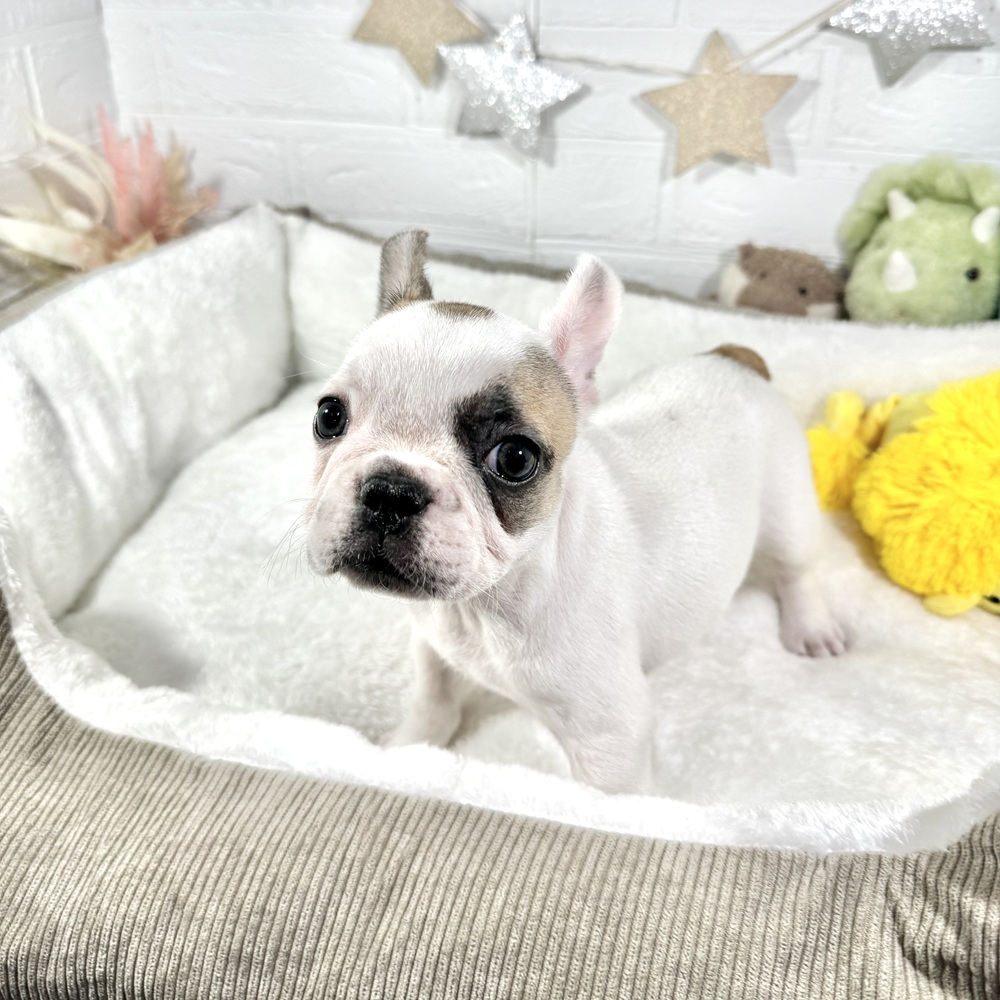 兵庫県のフレンチブルドッグ (犬の家＆猫の里ニッケパークタウン加古川店/2025年12月9日生まれ/男の子/フォーンホワイト)の子犬の2枚目の画像