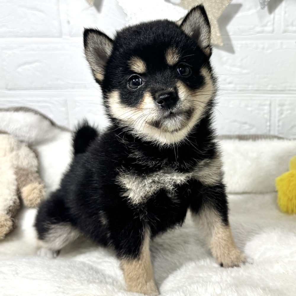 兵庫県の豆柴 (犬の家＆猫の里ニッケパークタウン加古川店/2026年7月11日生まれ/女の子/黒)の子犬の1枚目の画像