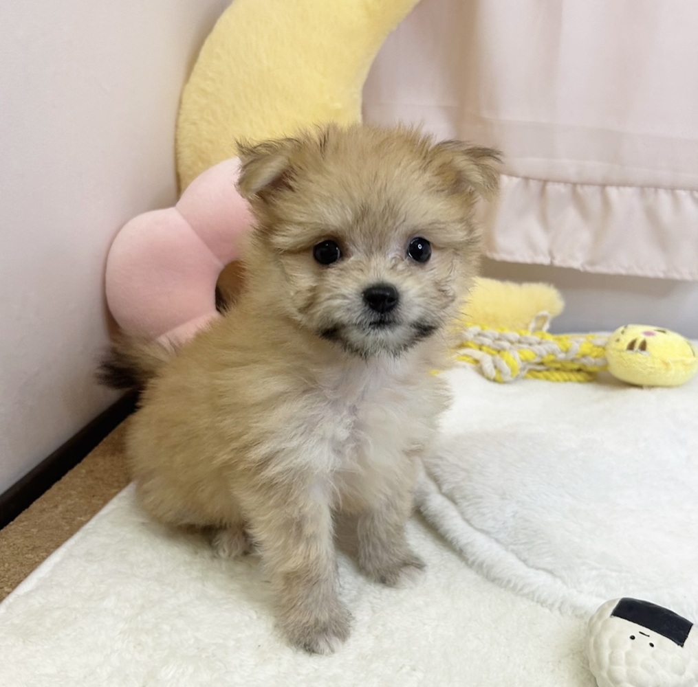 静岡県のポメマル/マルポメ(ポメラニアン×マルチーズ) (犬の家＆猫の里マークイズ静岡店/2026年5月17日生まれ/女の子/オレンジ)の子犬の2枚目の画像